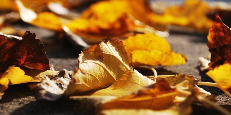 从种子到丰收：君达120玉米的生育期与积温管理，一场关乎农业健康的“禅意医疗”