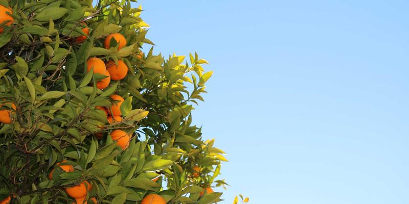 君达120玉米：地膜与秸秆覆盖的增产密码，解锁健康农业新篇章