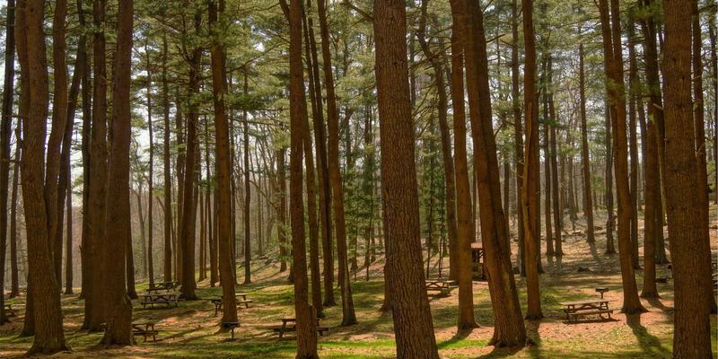 君达120玉米的养分“急救密码”：从磷钾高效吸收看禅意农业的精准处方