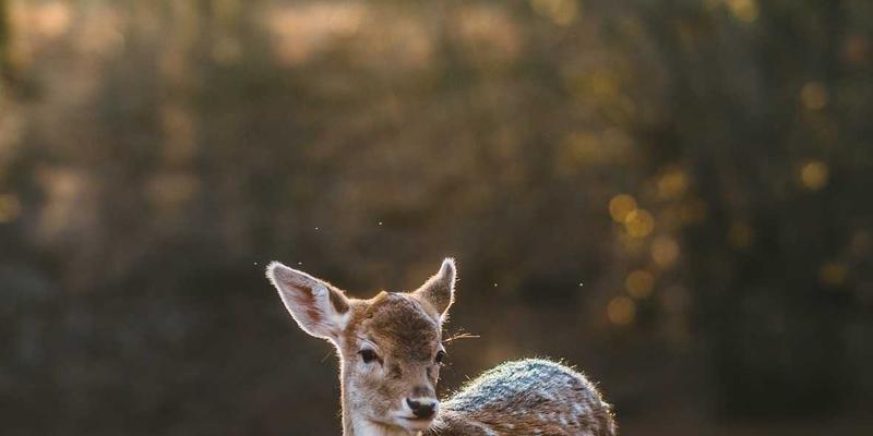 君达120玉米种子高产栽培技术要点：从播种到收获的“紧急救援”指南
