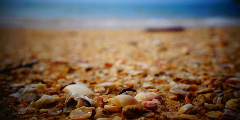 君达120玉米:黄淮海夏播区抗高温热害的“急救服务”与田间管理策略